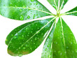 Green leaf on a white background Green leaf on a white background