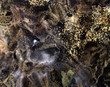 Mold