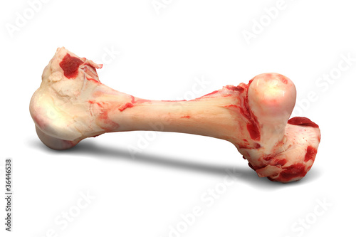 Photo: Knochen 4 Knochen 4