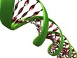 3d illustration of a dna molecule on white background