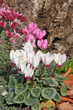 cyclamen blanc et rose