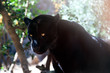 Puma in shadow of tree