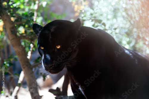 Foto: Puma in shadow of tree Puma in shadow of tree