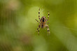 Spinne im Netz