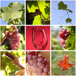 Foto: Grapes Grapes