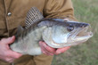а zander in а hand of a fisherman