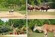 Photo: réserve africaine réserve africaine