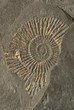 ammoniten schnecke