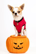 Jack O' Lantern Pumpkin Puppy: