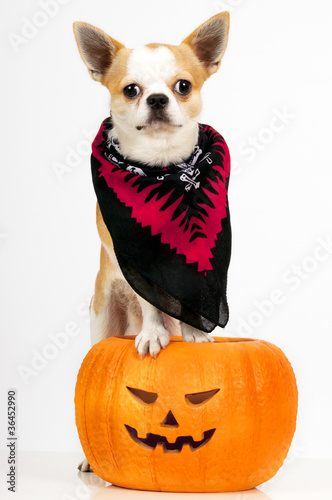 Photo: Jack O' Lantern Pumpkin Puppy Jack O' Lantern Pumpkin Puppy