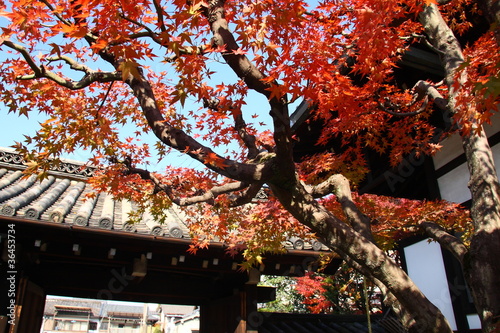 Photo: Fall in Japan: red maple trees in a temple (Kyoto) Fall in Japan: red maple trees in a temple (Kyoto)