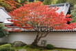 Japan in autumn (red maple tree in Nanzen ji temple ( Kyoto)