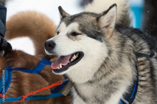 Photo: gray dog in harness gray dog in harness