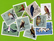 Stamp with birds