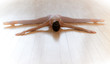 danseuse classique danseuse classique