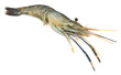 Shrimp Shrimp