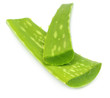 Medicinal aloe vera Medicinal aloe vera