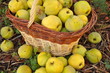 coings dans un panier