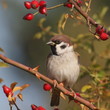 Tree Sparrow on branch, Passer montanus