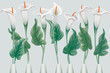 Callas