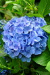 Huge Blue Hydrangea