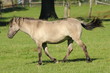 Tarpan