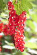 Bunch of Red Currant Bunch of Red Currant