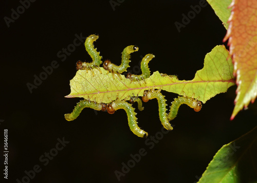 Foto: caterpillars team eating a leaf on the dark background caterpillars team eating a leaf on the dark background