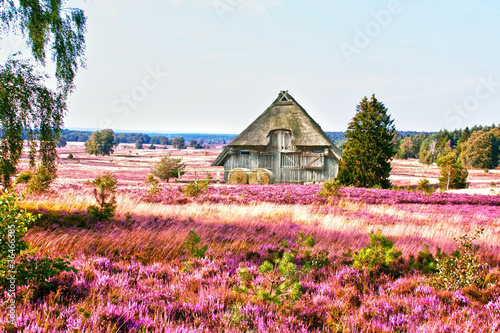 Photo: die Lüneburger Heide, HDR die Lüneburger Heide, HDR