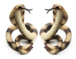 Rubber Cobras