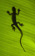 Silhouette of a gecko lizard on a green leaf