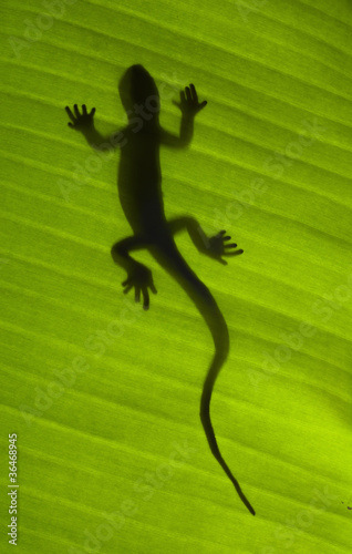 Photo: Silhouette of a gecko lizard on a green leaf Silhouette of a gecko lizard on a green leaf