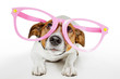 dog with glasses
