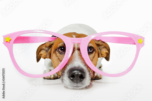 Foto: dog with glasses dog with glasses
