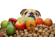 Autumn fruits nuts and vegetables with a bulldog in the backgrou