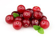 Cranberry with leaves