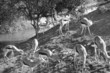 Antelopes