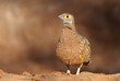 Sandgrouse