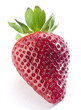 fresh red strawberry fresh red strawberry