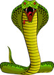 Cobra