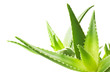 Green leaves of aloe plant close up