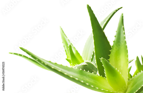 Photo: Green leaves of aloe plant close up Green leaves of aloe plant close up