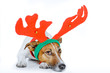 dog dressed up as deer