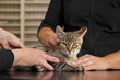 Foto: beim Tierarzt - Katze auf Behandlungstisch beim Tierarzt - Katze auf Behandlungstisch