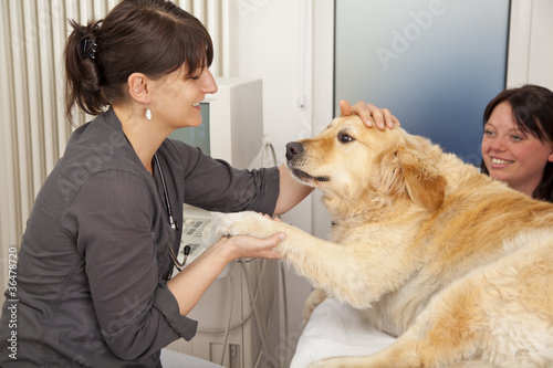 Foto: Hund auf Behandlungstisch wird von Tierärztin begrüsst Hund auf Behandlungstisch wird von Tierärztin begrüsst
