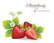 Vektor: strawberries. vector illustration of a realistic strawberries. vector illustration of a realistic