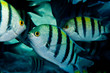 Sergeant major fish
