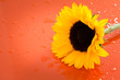 Sonnenblume Sonnenblume