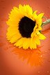 Sonnenblume Sonnenblume