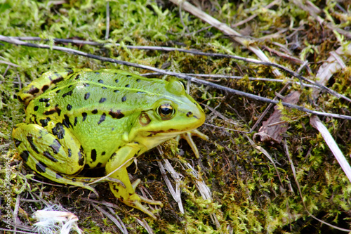 Foto: Green frog. Green frog.